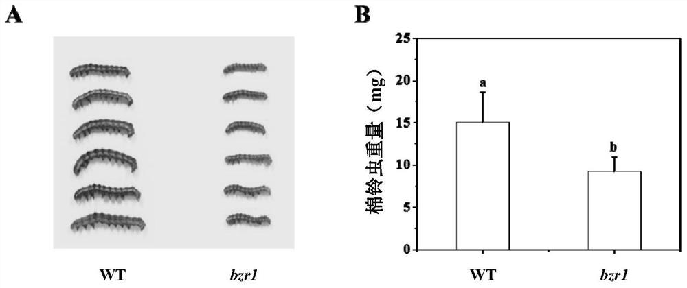 Application of BZR1 gene in regulation and control of insect attack stress resistance of plants