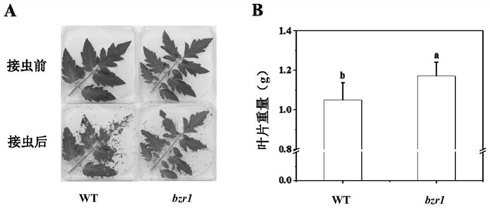 Application of BZR1 gene in regulation and control of insect attack stress resistance of plants