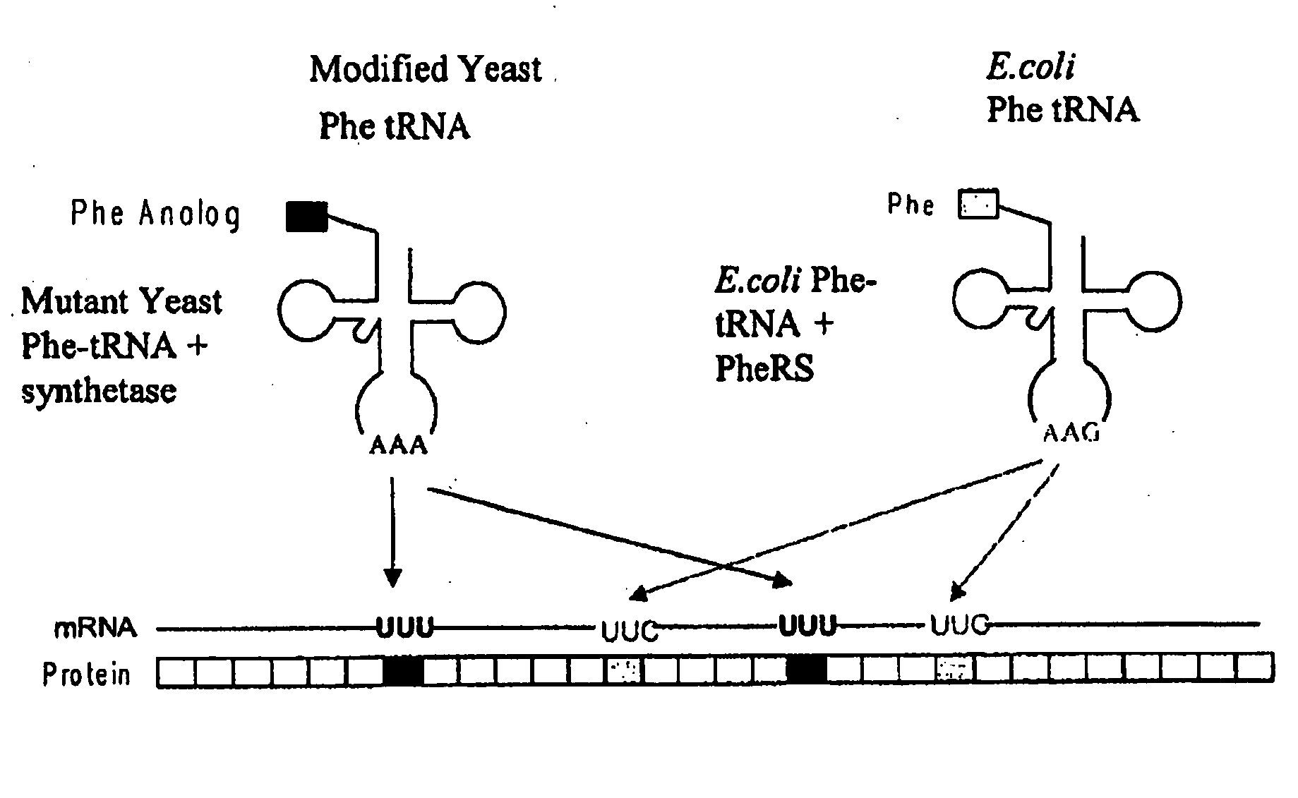 Modulating ph-sensitive binding using non-natural amino acids