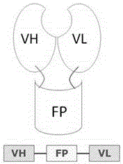 Structure for enhancing antibody drug stability