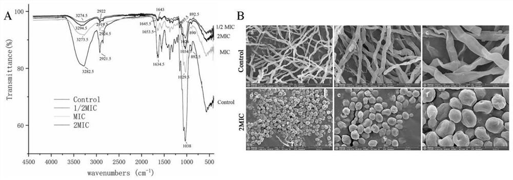 Application of fluorescent whitening agent in fungal infection resistance