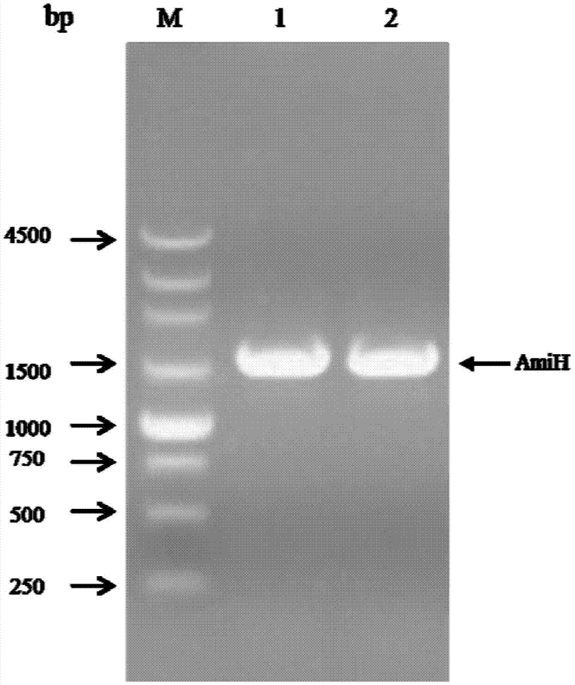Amidase and its coding gene and application