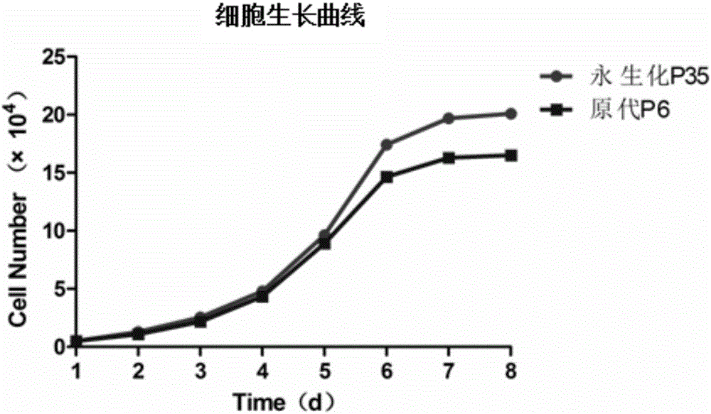 Immortalized canine adipic mesenchymal stem cell line and constructing method thereof
