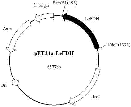 Immobilized whole-cell catalyst and its preparation method and application