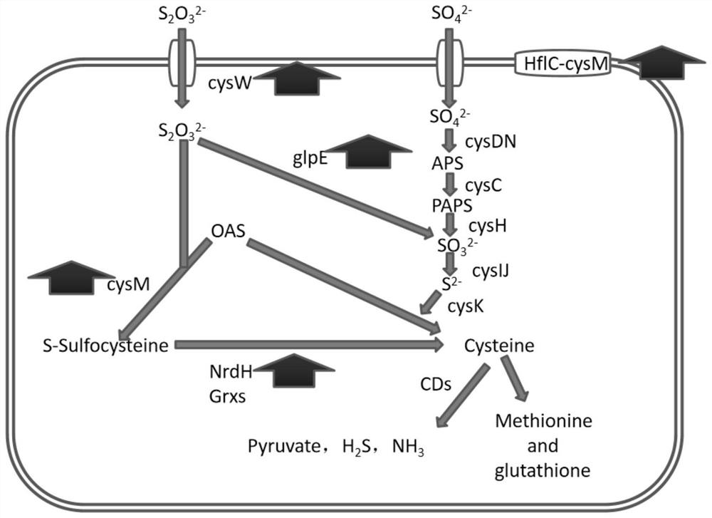 Genetic engineering strain capable of high yielding L-cysteine and construction and application of genetic engineering strain