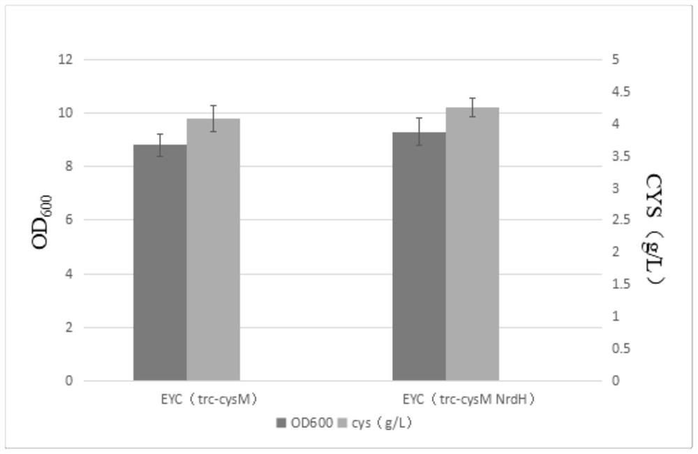 Genetic engineering strain capable of high yielding L-cysteine and construction and application of genetic engineering strain