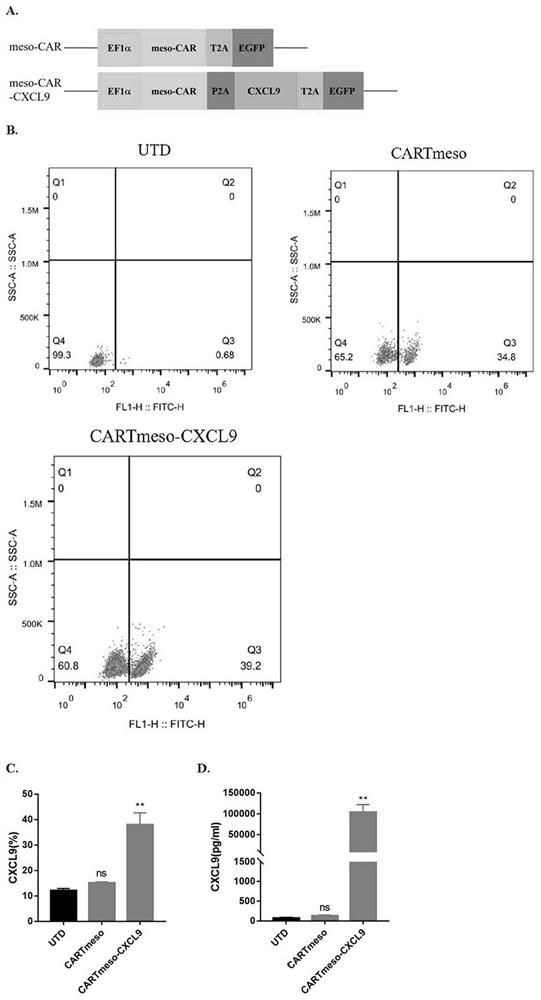 CXCL9 modified chimeric antigen receptor T (CAR-T) structure and application thereof