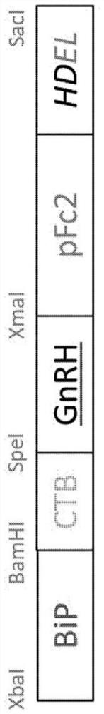 Recombinant protein for eliminating boar taint and vaccine composition comprising same