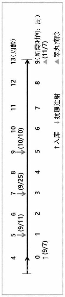 Recombinant protein for eliminating boar taint and vaccine composition comprising same