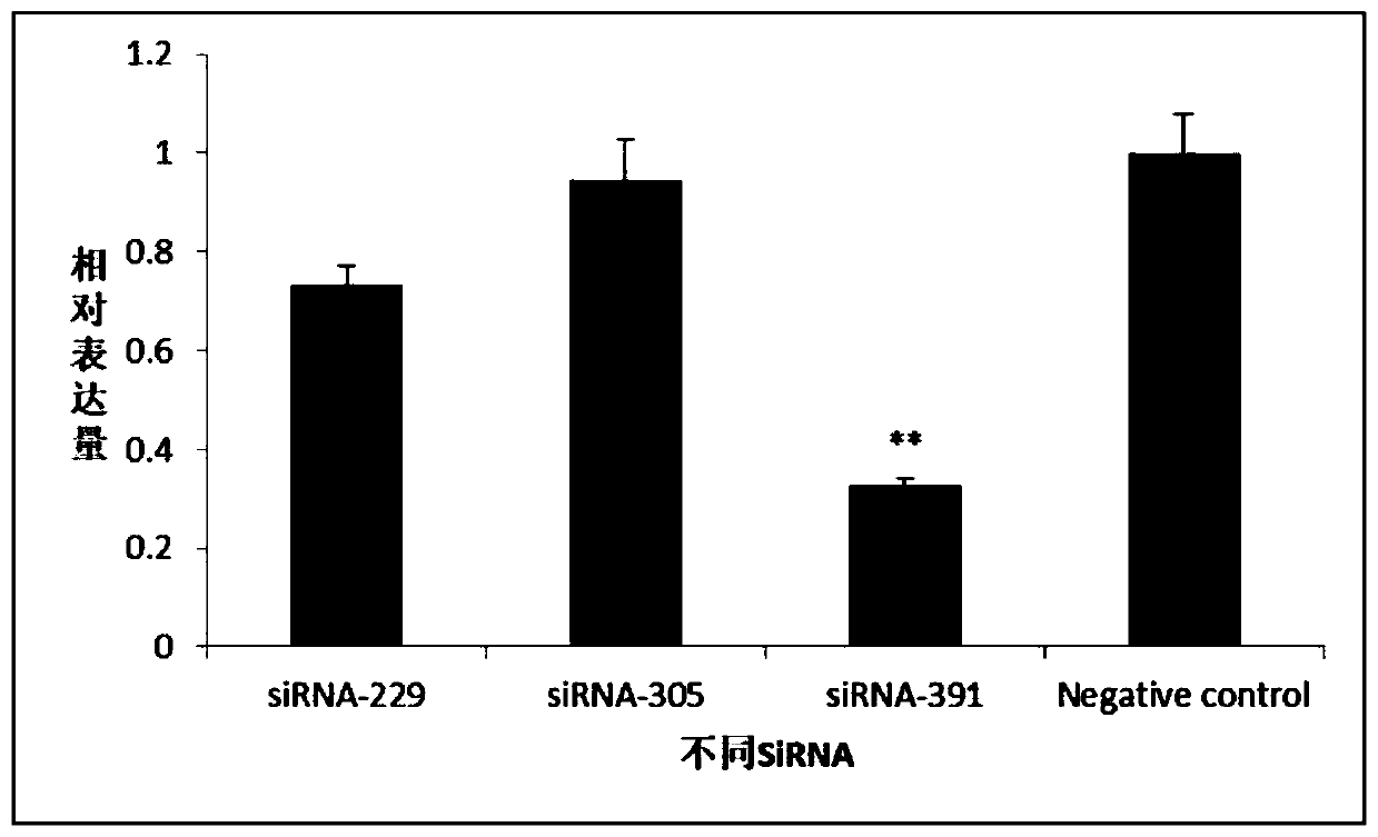 Sex reversal siRNA of Chinese mitten crab and application of siRNA