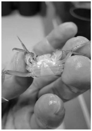 Sex reversal siRNA of Chinese mitten crab and application of siRNA