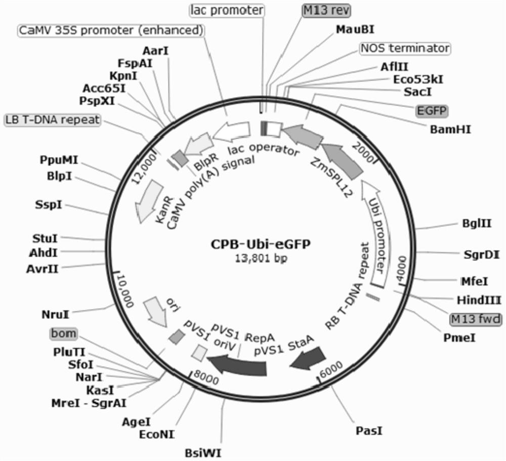 Application of ZmSBP12 gene in regulation and control of drought resistance, plant height and ear height of corn