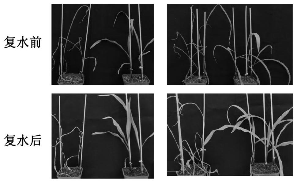 Application of ZmSBP12 gene in regulation and control of drought resistance, plant height and ear height of corn