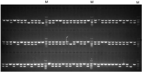 Method for breeding rape self-incompatible hybrid seeds under assistance of S haplotype molecular markers