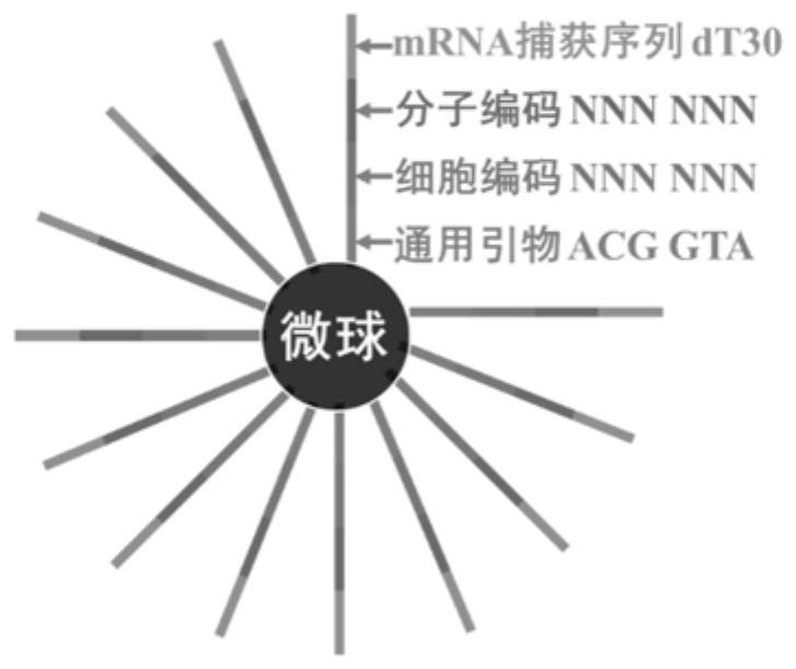 High-throughput single-cell proteome analysis and transcriptome combined analysis method