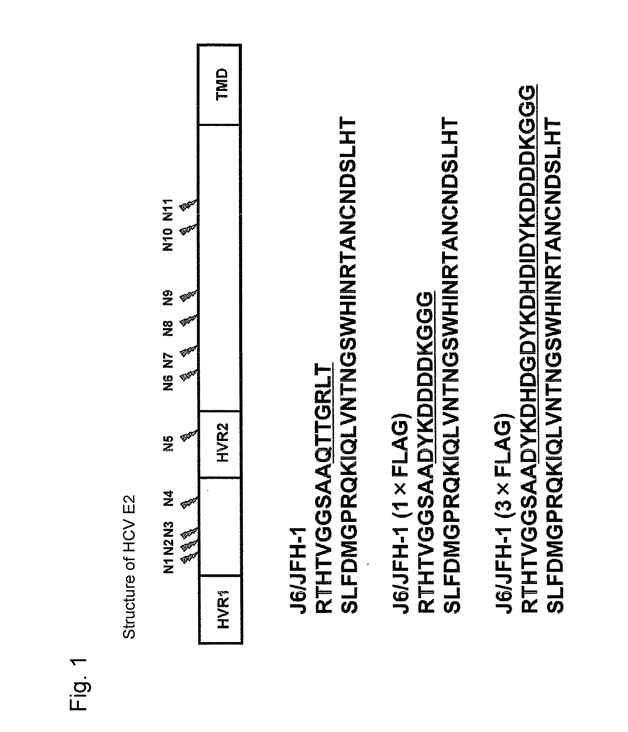 Production and use of epitope-tagged hepatitis c virus particle