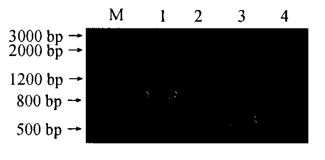 Method for rapidly and synchronously detecting wheat yellow mosaic virus and Chinese wheat mosaic virus