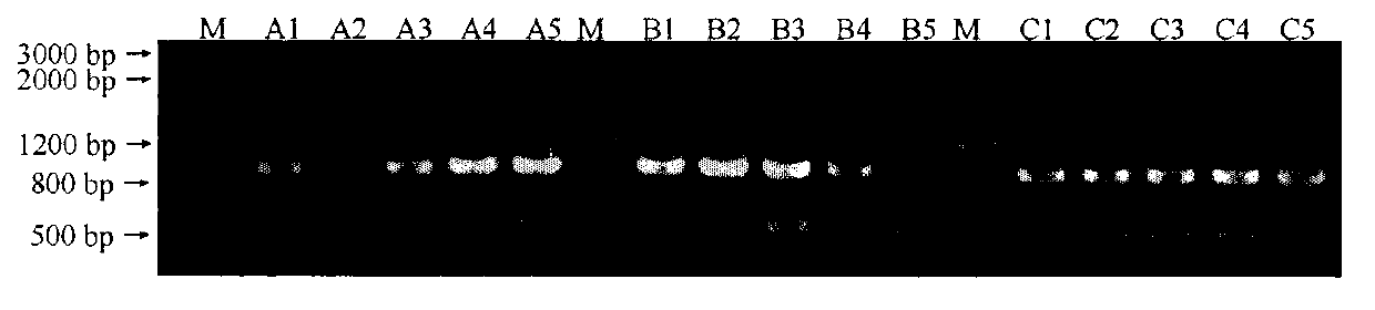 Method for rapidly and synchronously detecting wheat yellow mosaic virus and Chinese wheat mosaic virus