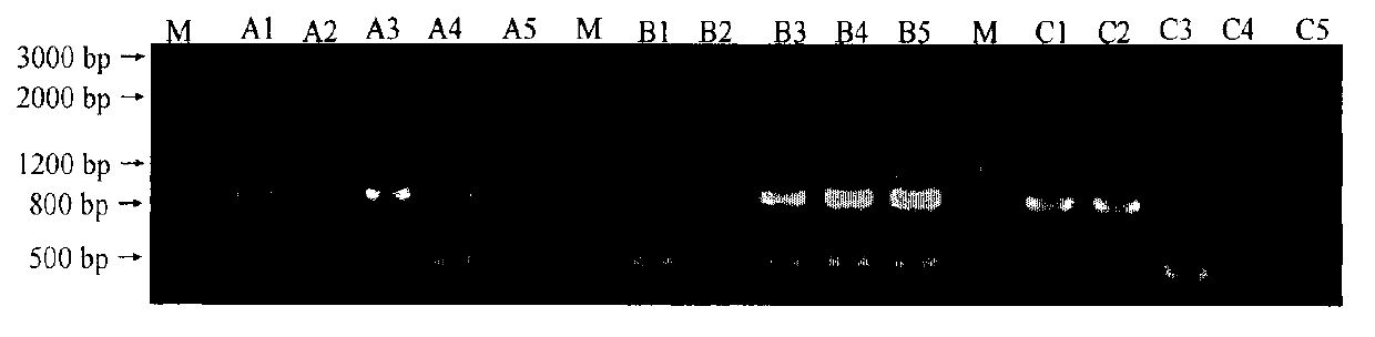 Method for rapidly and synchronously detecting wheat yellow mosaic virus and Chinese wheat mosaic virus