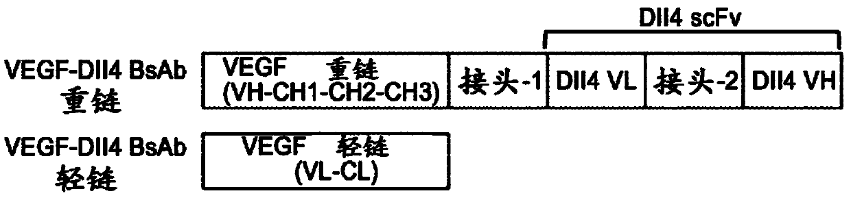 Novel dual-targeted protein specifically binding to DLL4 AND VEGf, and use thereof