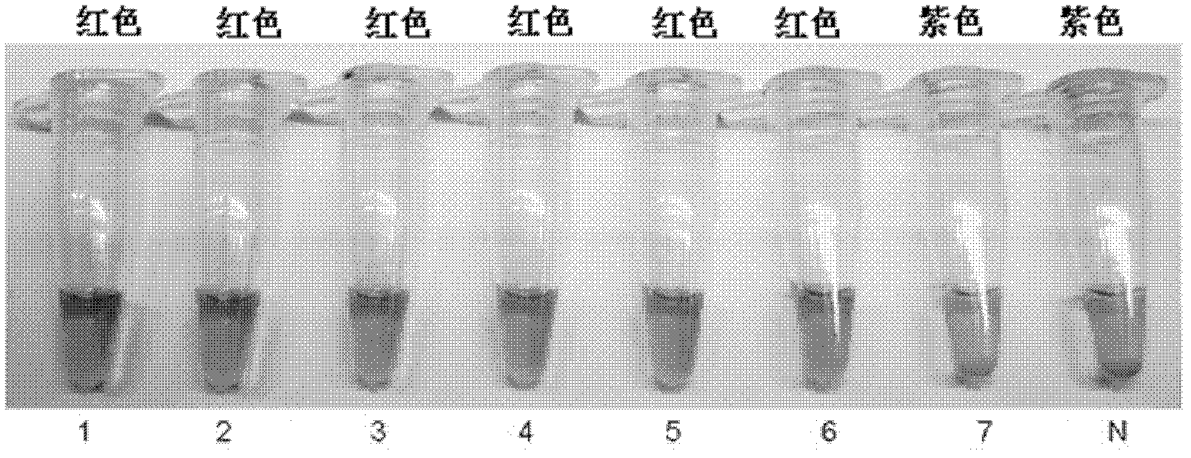 Cascade intrusion signal amplification reaction combined nanogold-oligonucleotide probe visual nucleic acid detection method