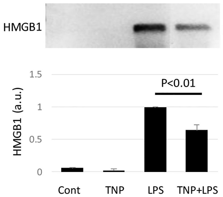 Tetranectin mimetic peptide tnp and its application