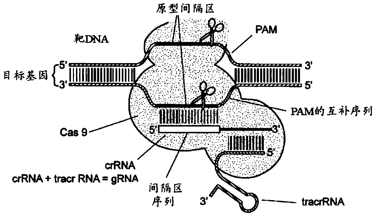 Materials and methods for treatment of pain related disorders