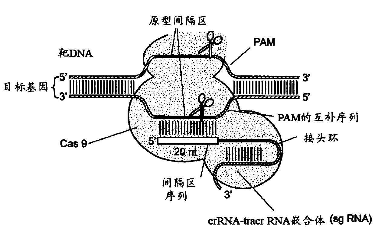 Materials and methods for treatment of pain related disorders