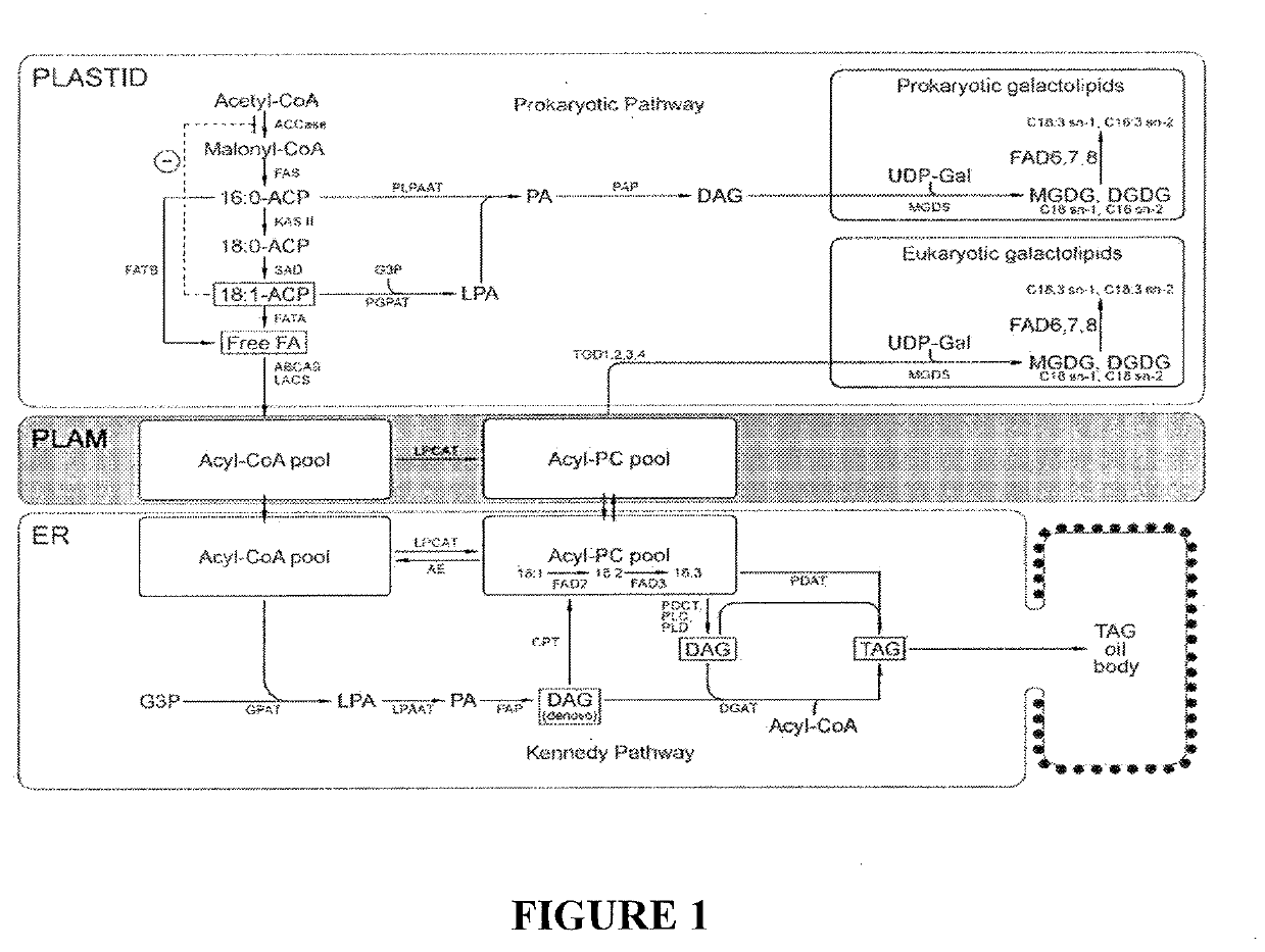 Processes for producing industrial products from plant lipids