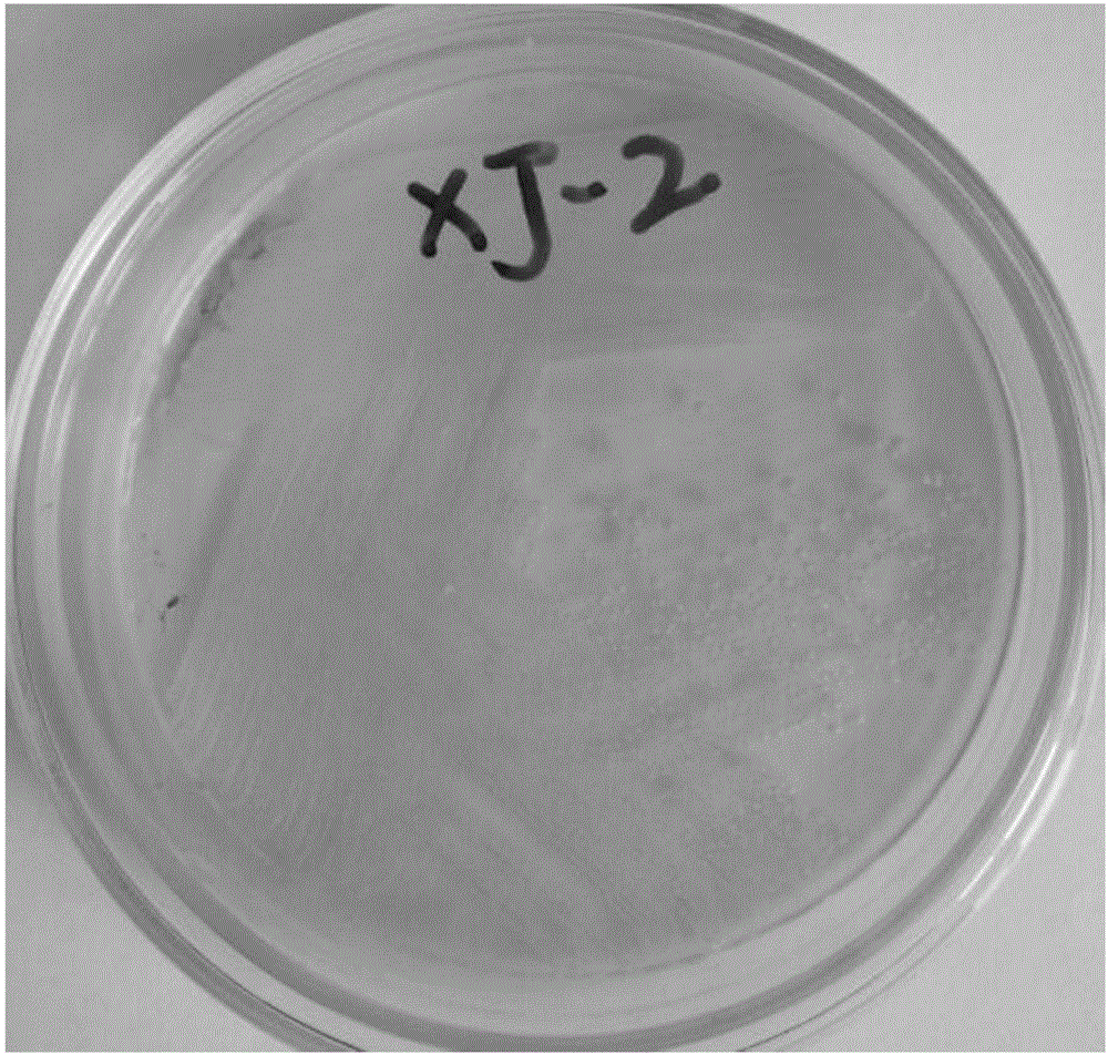 New strain of producing strain XJ2 of natural yellow pigment and preparation and application thereof