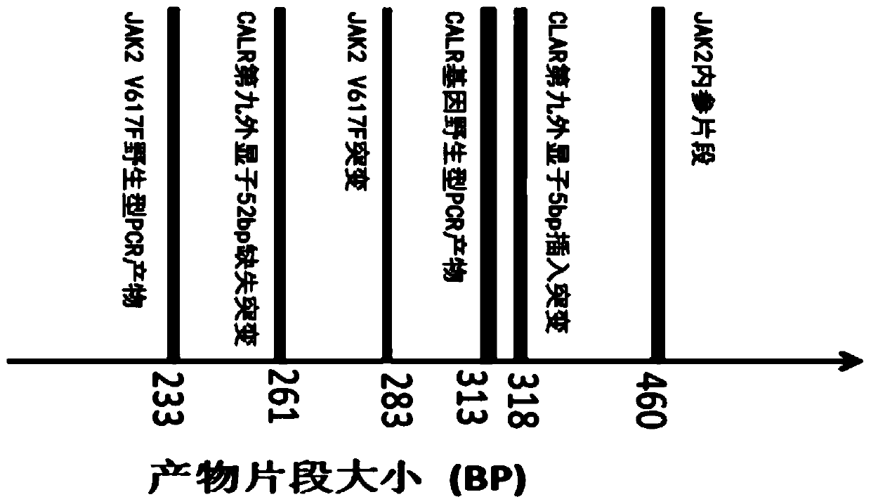 PCR primer group and kit for detecting JAK2V617F and CALR ninth exon gene mutation