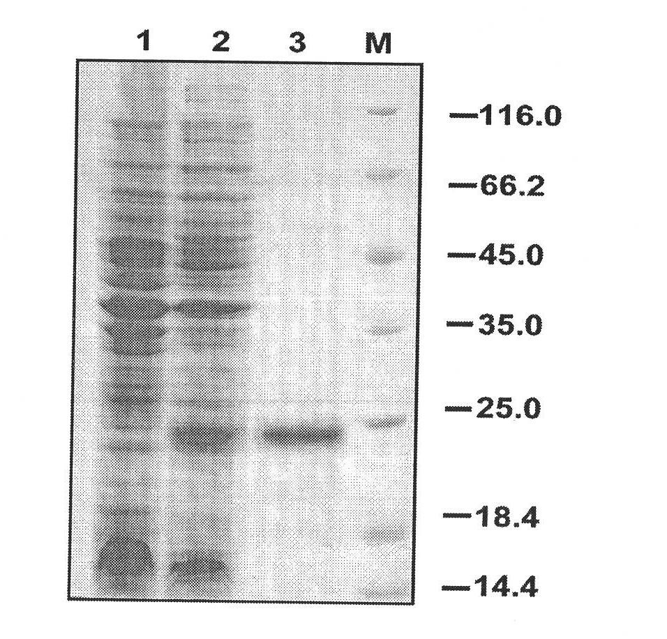 Procambrus clarkii type i lysozyme gene, lysozyme coded by lysozyme gene and application of lysozyme