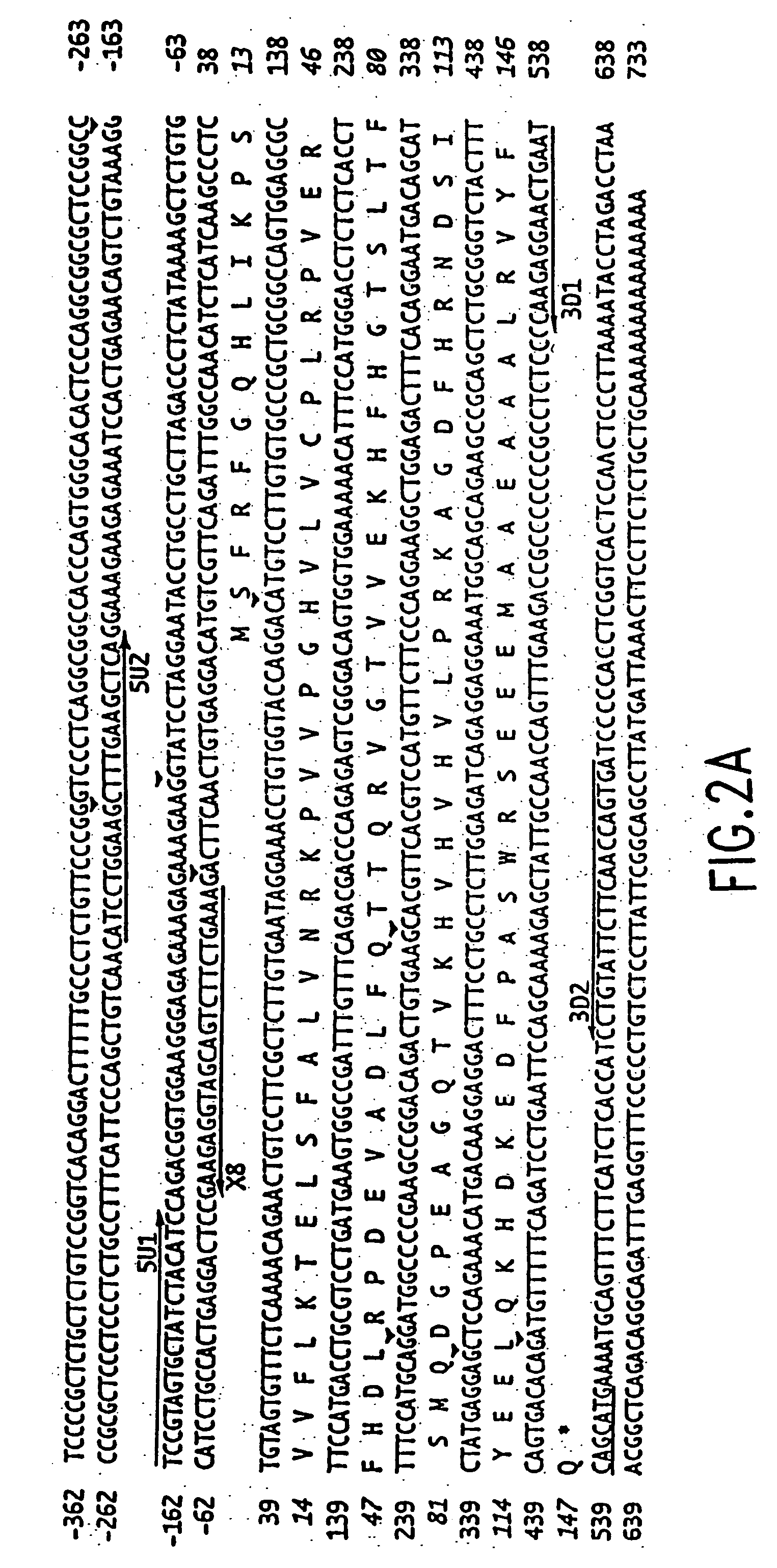 FHIT proteins and nucleic acids and methods based thereon