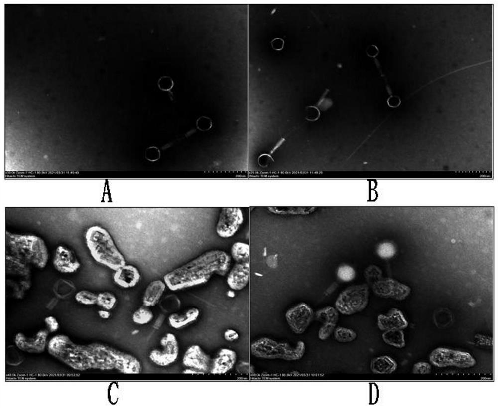 Separation and screening method based on Listeria monocytogenes bacteriophage
