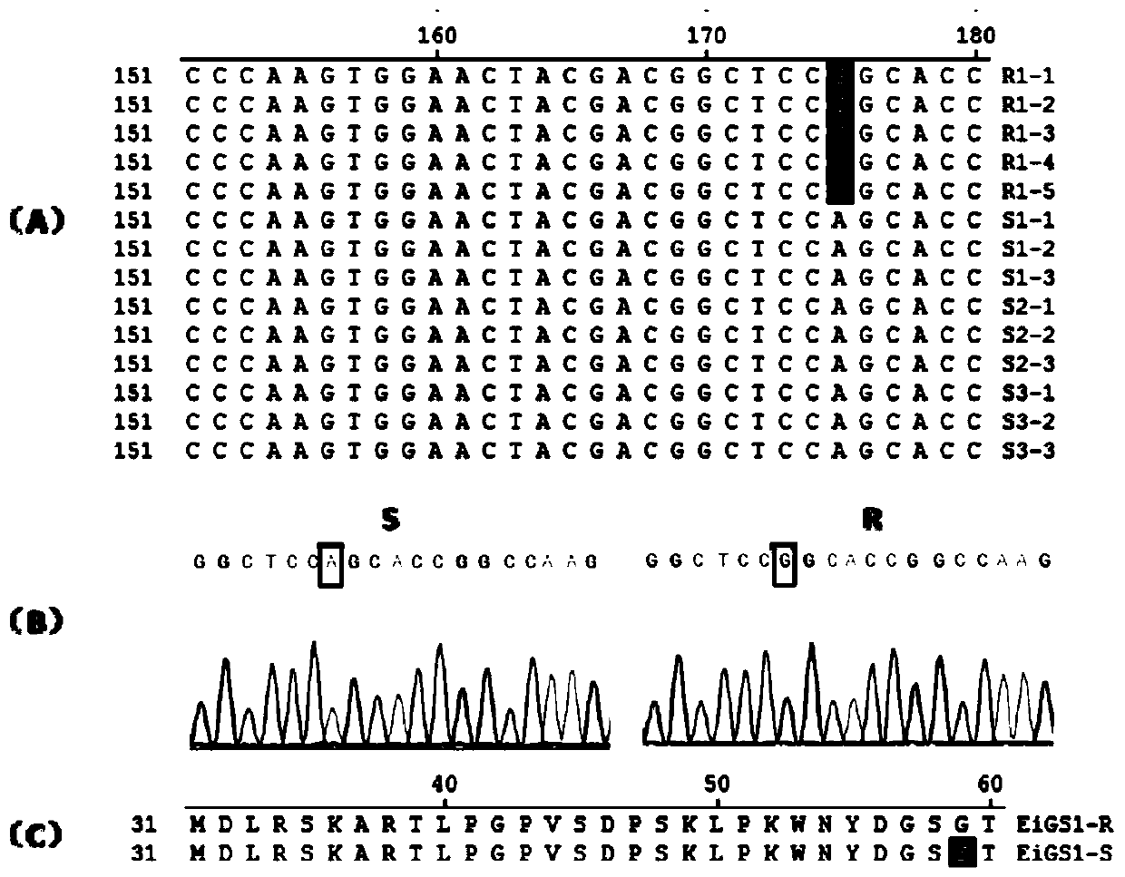 Mutant site of glufosinate-ammonium resisting Eleusine indica species, primer, detection method and application