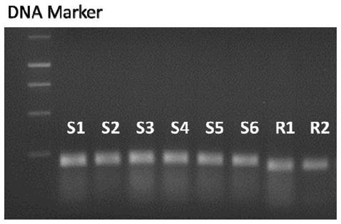 Mutant site of glufosinate-ammonium resisting Eleusine indica species, primer, detection method and application