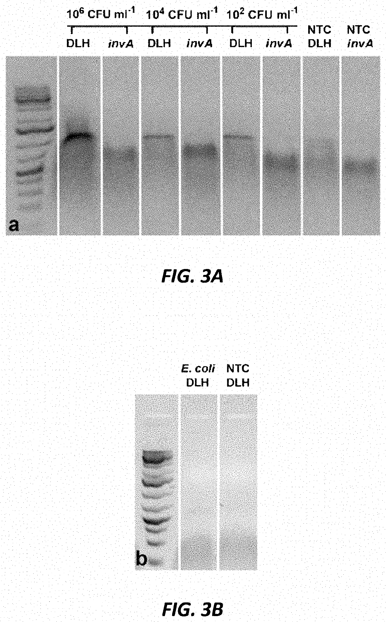 Capturing, concentrating, and detecting microbes in a sample using magnetic ionic liquids and recombinase polymerase amplification