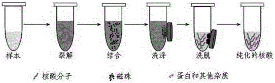 Method using magnetic bead method to separate free DNA and separation kit