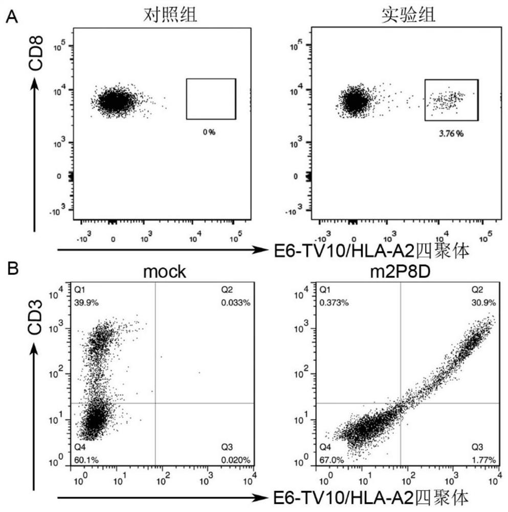 Human papilloma virus specific T cell receptor and anti-tumor application thereof