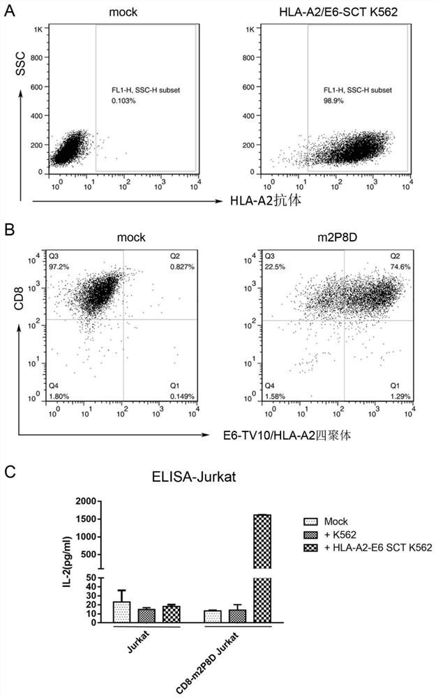 Human papilloma virus specific T cell receptor and anti-tumor application thereof