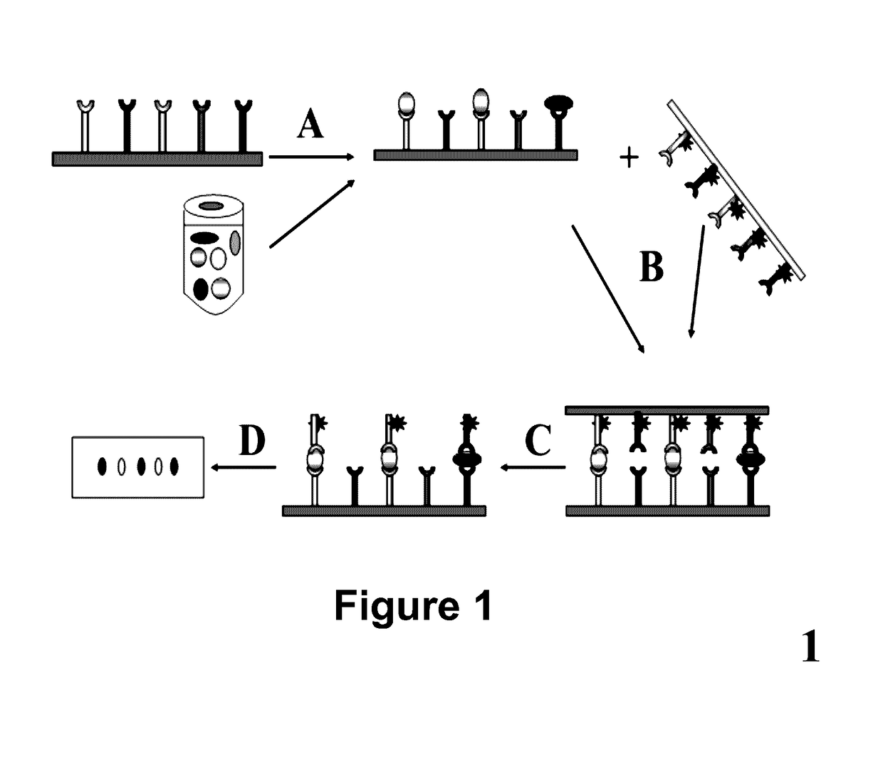 Method for High-throughput Protein Detection with Two Antibody Microarrays