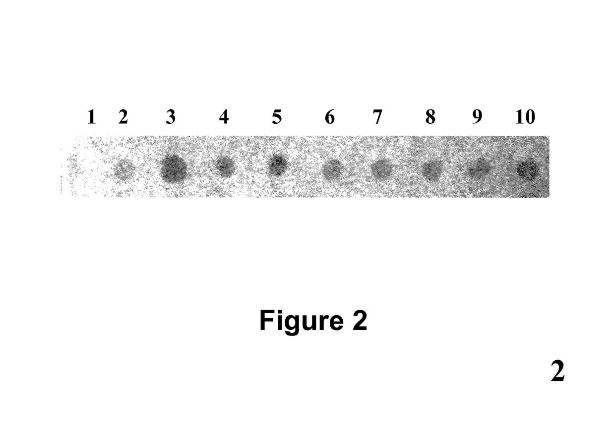 Method for High-throughput Protein Detection with Two Antibody Microarrays