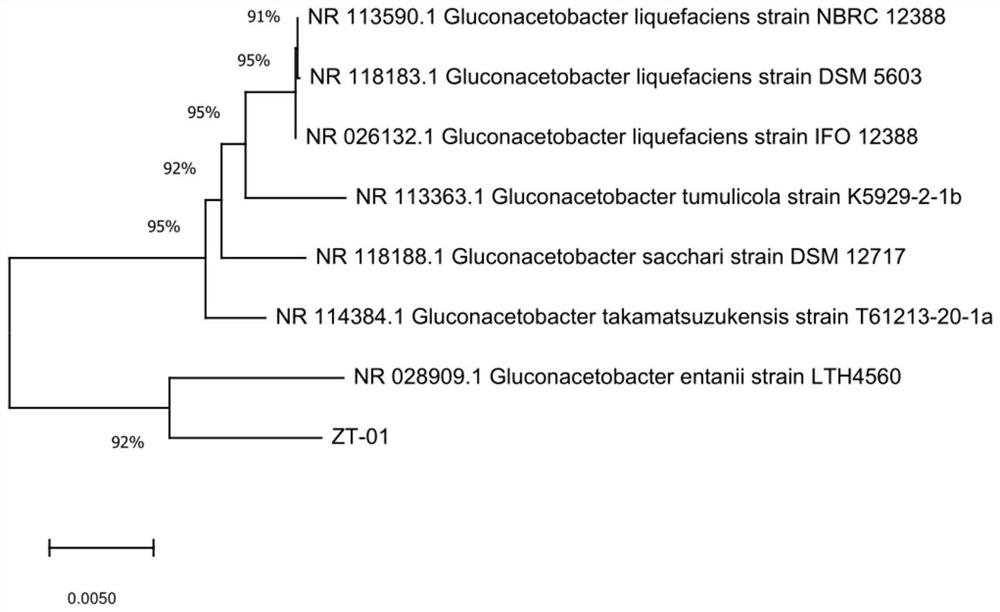 Gluconacetobacter sp. and application thereof
