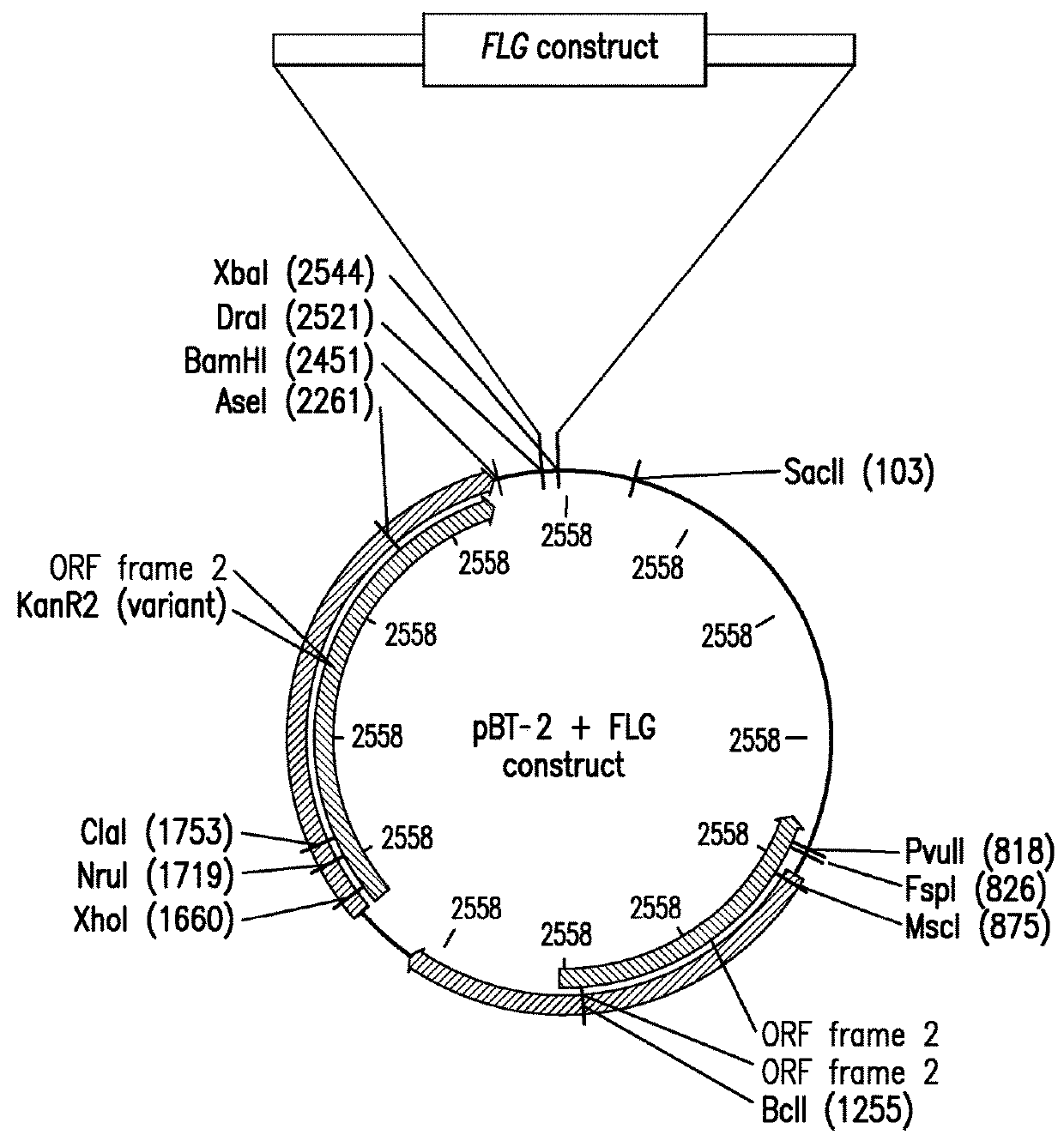 Therapeutic treatment of skin disease with recombinant commensal skin microorganisms