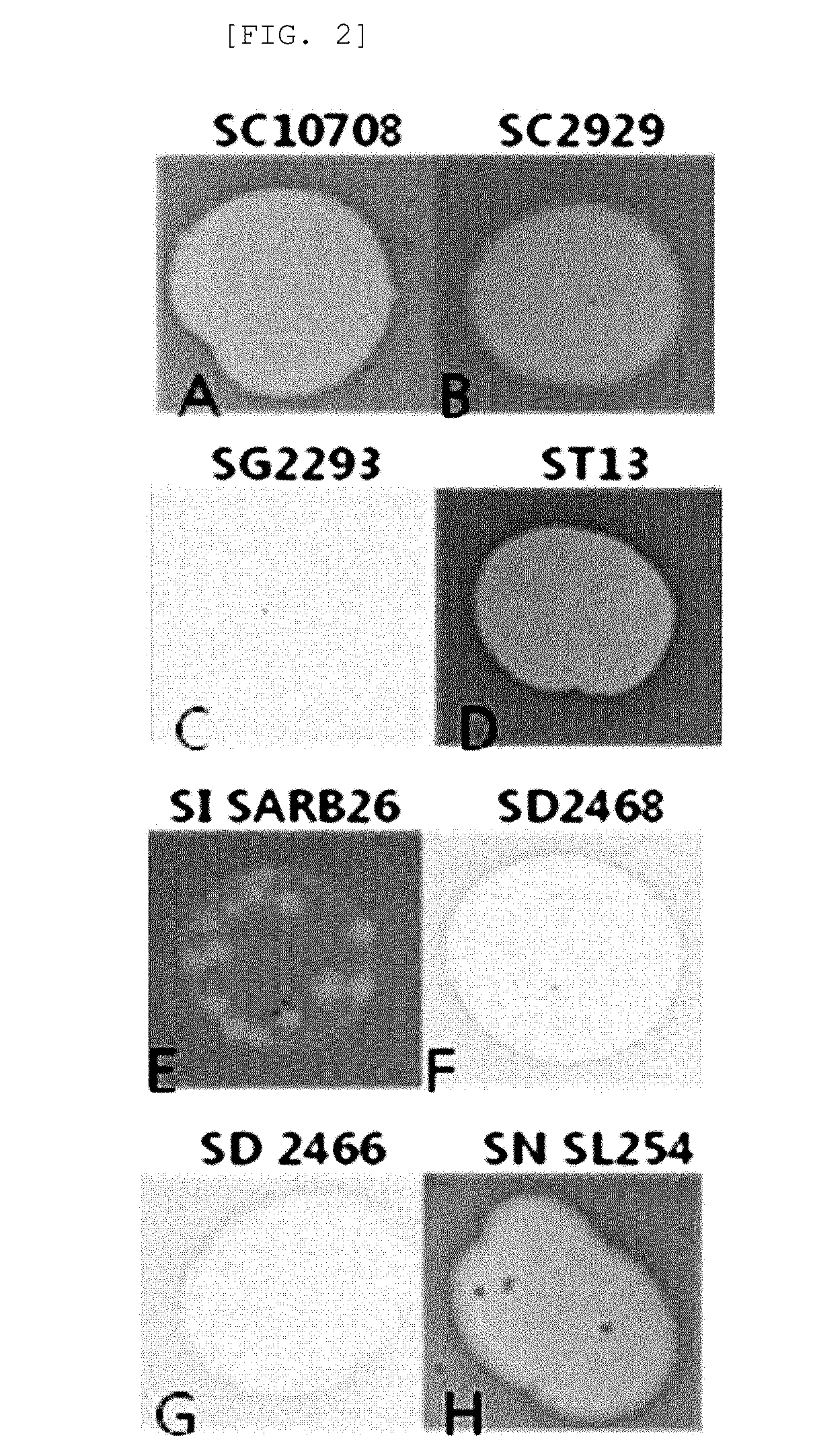Bacteriophage and antibacterial composition comprising the same