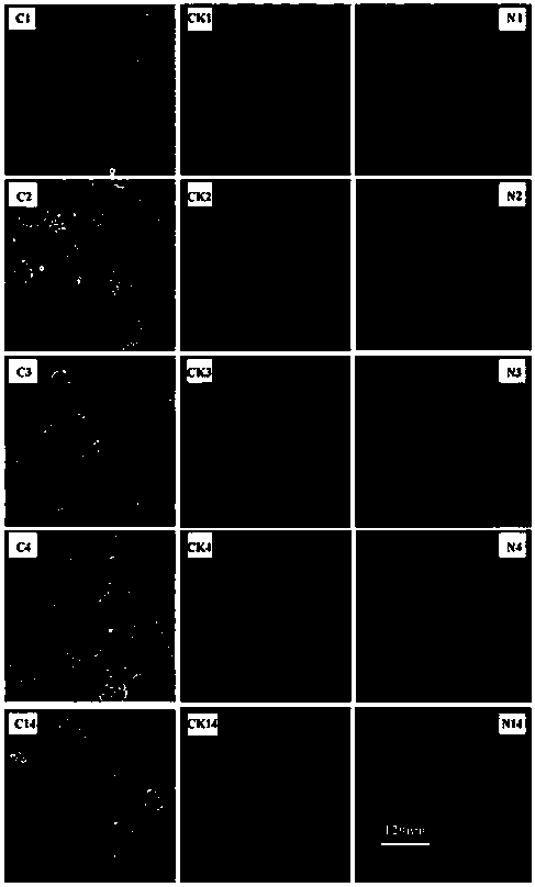 A method for detecting dna damage in coelomocytes of earthworms and its application