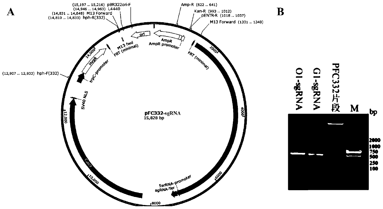 CRISPR/Cas9 vector suitable for Dichotomomycescejpii FS110, construction method and application thereof