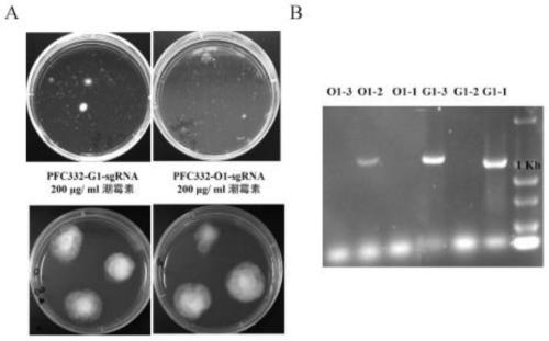 CRISPR/Cas9 vector suitable for Dichotomomycescejpii FS110, construction method and application thereof