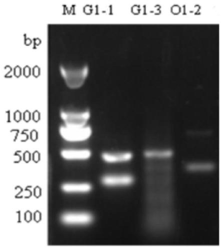 CRISPR/Cas9 vector suitable for Dichotomomycescejpii FS110, construction method and application thereof