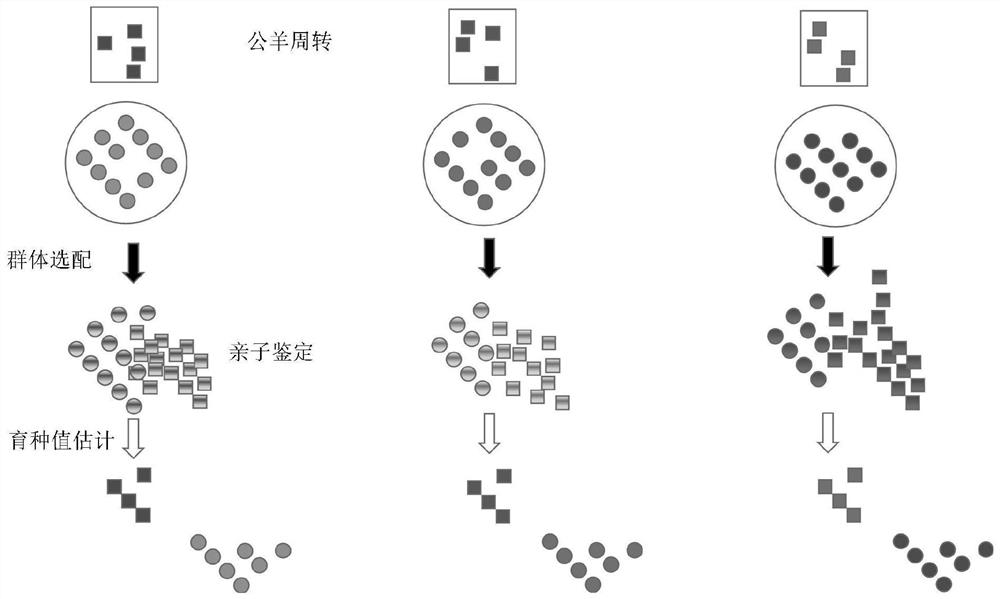 A kind of group breeding method of mutton sheep